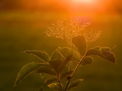 <i class='fa fa-user'></i>&nbsp;Truus Aletta Maan&nbsp;|  Gewone Vlier&nbsp; <i class='fa fa-eye'>&nbsp;56</i> &nbsp;<i class='fa fa-thumbs-up'>&nbsp;4</i> &nbsp; <i class='fa fa-comment-o'>&nbsp;9</i>