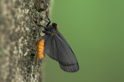 <i class='fa fa-user'></i>&nbsp;Adri Gr Nuelend&nbsp;|  Zwart Beertje&nbsp; <i class='fa fa-eye'>&nbsp;85</i> &nbsp;<i class='fa fa-thumbs-up'>&nbsp;8</i> &nbsp; <i class='fa fa-comment-o'>&nbsp;11</i>