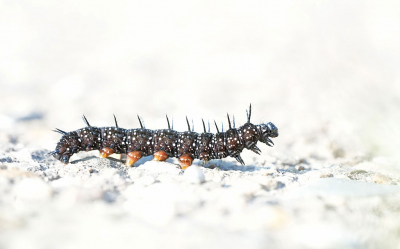 <i class='fa fa-user'></i>&nbsp;David Ruijs&nbsp;|  Dagpauwoog&nbsp; <i class='fa fa-eye'>&nbsp;59</i> &nbsp;<i class='fa fa-thumbs-up'>&nbsp;2</i> &nbsp; <i class='fa fa-comment-o'>&nbsp;4</i>