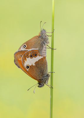 <i class='fa fa-user'></i>&nbsp;Tom&nbsp;|  Tweekleurig Hooibeestje&nbsp; <i class='fa fa-eye'>&nbsp;91</i> &nbsp;<i class='fa fa-thumbs-up'>&nbsp;9</i> &nbsp; <i class='fa fa-comment-o'>&nbsp;9</i>