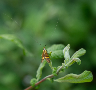 <i class='fa fa-user'></i>&nbsp;Tim Oord&nbsp;|  Geelbandlangsprietmot&nbsp; <i class='fa fa-eye'>&nbsp;67</i> &nbsp;<i class='fa fa-thumbs-up'>&nbsp;6</i> &nbsp; <i class='fa fa-comment-o'>&nbsp;6</i>