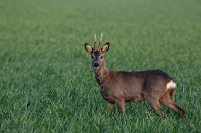 <i class='fa fa-user'></i>&nbsp;rixte&nbsp;|  Ree&nbsp; <i class='fa fa-eye'>&nbsp;72</i> &nbsp; <i class='fa fa-comment-o'>&nbsp;5</i>