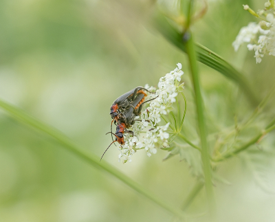 <i class='fa fa-user'></i>&nbsp;Tim Oord&nbsp;|  Zwartpootsoldaatje&nbsp; <i class='fa fa-eye'>&nbsp;63</i> &nbsp;<i class='fa fa-thumbs-up'>&nbsp;2</i> &nbsp; <i class='fa fa-comment-o'>&nbsp;2</i>