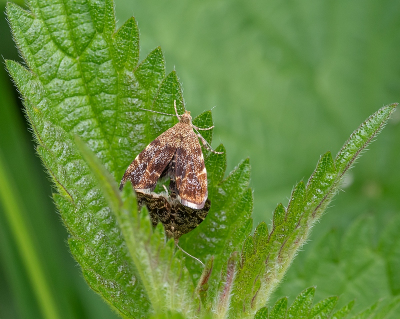 <i class='fa fa-user'></i>&nbsp;Tim Oord&nbsp;|  Brandnetelmot&nbsp; <i class='fa fa-eye'>&nbsp;48</i> &nbsp;<i class='fa fa-thumbs-up'>&nbsp;1</i> &nbsp; <i class='fa fa-comment-o'>&nbsp;2</i>