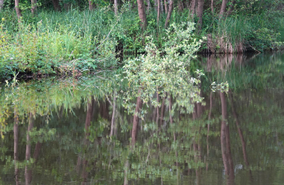 <i class='fa fa-user'></i>&nbsp;nelappelmelk&nbsp;|  Groen&nbsp; <i class='fa fa-eye'>&nbsp;59</i> &nbsp;<i class='fa fa-thumbs-up'>&nbsp;1</i> &nbsp; <i class='fa fa-comment-o'>&nbsp;1</i>