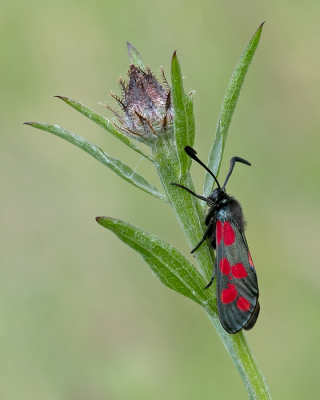 <i class='fa fa-user'></i>&nbsp;Johan van Gurp&nbsp;|  Sint-jansvlinder&nbsp; <i class='fa fa-eye'>&nbsp;52</i> &nbsp;<i class='fa fa-thumbs-up'>&nbsp;5</i> &nbsp; <i class='fa fa-comment-o'>&nbsp;2</i>