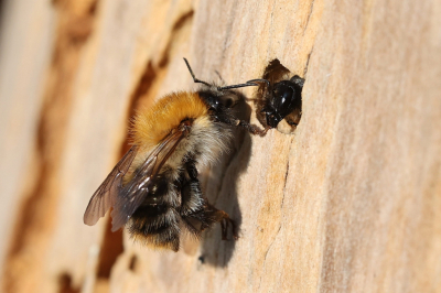 <i class='fa fa-user'></i>&nbsp;Henk Baptist&nbsp;|  Akkerhommel&nbsp; <i class='fa fa-eye'>&nbsp;49</i> &nbsp;<i class='fa fa-thumbs-up'>&nbsp;1</i> &nbsp; <i class='fa fa-comment-o'>&nbsp;1</i>