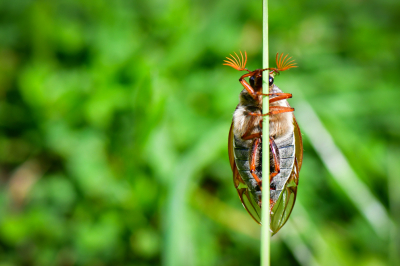 <i class='fa fa-user'></i>&nbsp;Bert Veerman&nbsp;|  Gewone Meikever&nbsp; <i class='fa fa-eye'>&nbsp;46</i> &nbsp; <i class='fa fa-comment-o'>&nbsp;1</i>