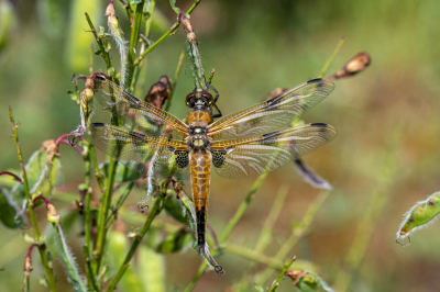 <i class='fa fa-user'></i>&nbsp;Louis56&nbsp;|  Viervlek&nbsp; <i class='fa fa-eye'>&nbsp;39</i> &nbsp; <i class='fa fa-comment-o'>&nbsp;0</i>