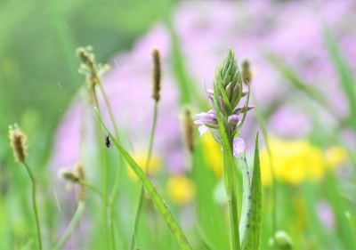 <i class='fa fa-user'></i>&nbsp;hesterb&nbsp;|  Gevlekte Rietorchis&nbsp; <i class='fa fa-eye'>&nbsp;52</i> &nbsp; <i class='fa fa-comment-o'>&nbsp;5</i>