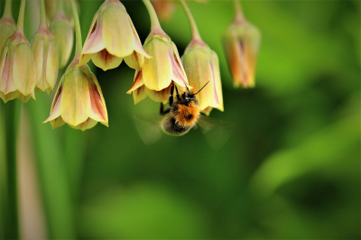 <i class='fa fa-user'></i>&nbsp;frbeuming&nbsp;|  Boomhommel&nbsp; <i class='fa fa-eye'>&nbsp;35</i> &nbsp; <i class='fa fa-comment-o'>&nbsp;0</i>