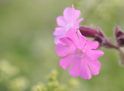 <i class='fa fa-user'></i>&nbsp;rixte&nbsp;|  Dagkoekoeksbloem&nbsp; <i class='fa fa-eye'>&nbsp;36</i> &nbsp; <i class='fa fa-comment-o'>&nbsp;1</i>