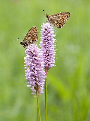 <i class='fa fa-user'></i>&nbsp;Mignon-Creative&nbsp;|  Ringoogparelmoervlinder&nbsp; <i class='fa fa-eye'>&nbsp;79</i> &nbsp;<i class='fa fa-thumbs-up'>&nbsp;7</i> &nbsp; <i class='fa fa-comment-o'>&nbsp;3</i>