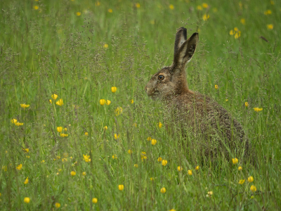 <i class='fa fa-user'></i>&nbsp;Truus Aletta Maan&nbsp;|  Haas&nbsp; <i class='fa fa-eye'>&nbsp;47</i> &nbsp;<i class='fa fa-thumbs-up'>&nbsp;2</i> &nbsp; <i class='fa fa-comment-o'>&nbsp;1</i>