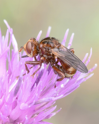 <i class='fa fa-user'></i>&nbsp;Johan van Gurp&nbsp;|  Roestbruine Kromlijf&nbsp; <i class='fa fa-eye'>&nbsp;43</i> &nbsp;<i class='fa fa-thumbs-up'>&nbsp;1</i> &nbsp; <i class='fa fa-comment-o'>&nbsp;1</i>