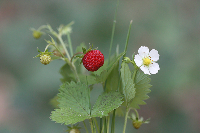 <i class='fa fa-user'></i>&nbsp;Paul Vandebroek&nbsp;|  Bosaardbei&nbsp; <i class='fa fa-eye'>&nbsp;50</i> &nbsp;<i class='fa fa-thumbs-up'>&nbsp;4</i> &nbsp; <i class='fa fa-comment-o'>&nbsp;6</i>