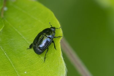 <i class='fa fa-user'></i>&nbsp;Gert-Jan Cromwijk&nbsp;|  Spiegelkever sp.&nbsp; <i class='fa fa-eye'>&nbsp;42</i> &nbsp; <i class='fa fa-comment-o'>&nbsp;3</i>