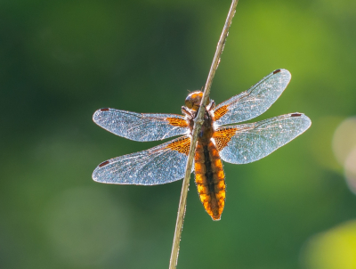 <i class='fa fa-user'></i>&nbsp;pietwil&nbsp;|  Platbuik&nbsp; <i class='fa fa-eye'>&nbsp;58</i> &nbsp;<i class='fa fa-thumbs-up'>&nbsp;2</i> &nbsp; <i class='fa fa-comment-o'>&nbsp;2</i>