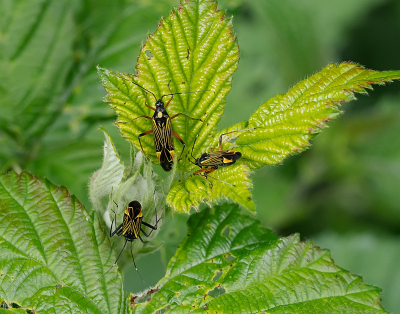 <i class='fa fa-user'></i>&nbsp;Tim Oord&nbsp;|  Geribde Prachtblindwants&nbsp; <i class='fa fa-eye'>&nbsp;70</i> &nbsp;<i class='fa fa-thumbs-up'>&nbsp;3</i> &nbsp; <i class='fa fa-comment-o'>&nbsp;3</i>