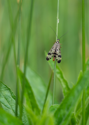 <i class='fa fa-user'></i>&nbsp;Tim Oord&nbsp;|  Gewone Schorpioenvlieg&nbsp; <i class='fa fa-eye'>&nbsp;51</i> &nbsp; <i class='fa fa-comment-o'>&nbsp;3</i>