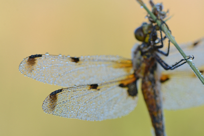 <i class='fa fa-user'></i>&nbsp;koekieman&nbsp;|  Viervlek&nbsp; <i class='fa fa-eye'>&nbsp;52</i> &nbsp; <i class='fa fa-comment-o'>&nbsp;0</i>