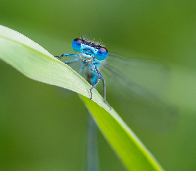 <i class='fa fa-user'></i>&nbsp;Tim Oord&nbsp;|  Azuurwaterjuffer&nbsp; <i class='fa fa-eye'>&nbsp;60</i> &nbsp;<i class='fa fa-thumbs-up'>&nbsp;2</i> &nbsp; <i class='fa fa-comment-o'>&nbsp;4</i>