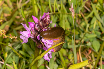 Ook slakken houden van bloemen. En deze is nog kieskeurig ook &#128523;. Een Rietorchis wordt geknuffeld.