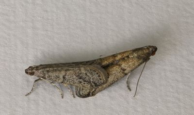 <i class='fa fa-user'></i>&nbsp;Robert Rodenburg&nbsp;|  Cacaomot?&nbsp; <i class='fa fa-eye'>&nbsp;65</i> &nbsp;<i class='fa fa-thumbs-up'>&nbsp;3</i> &nbsp; <i class='fa fa-comment-o'>&nbsp;4</i>