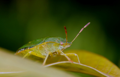 <i class='fa fa-user'></i>&nbsp;rixte&nbsp;|  Groene Schildwants&nbsp; <i class='fa fa-eye'>&nbsp;52</i> &nbsp; <i class='fa fa-comment-o'>&nbsp;1</i>