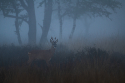 <i class='fa fa-user'></i>&nbsp;Jacob-Carl Pauw&nbsp;|  Ree&nbsp; <i class='fa fa-eye'>&nbsp;94</i> &nbsp;<i class='fa fa-thumbs-up'>&nbsp;3</i> &nbsp; <i class='fa fa-comment-o'>&nbsp;2</i>