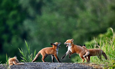 <i class='fa fa-user'></i>&nbsp;robert-jan&nbsp;|  Vos&nbsp; <i class='fa fa-eye'>&nbsp;172</i> &nbsp;<i class='fa fa-thumbs-up'>&nbsp;5</i> &nbsp; <i class='fa fa-comment-o'>&nbsp;3</i>