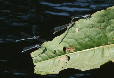 <i class='fa fa-user'></i>&nbsp;nelappelmelk&nbsp;|  Grote Roodoogjuffer&nbsp; <i class='fa fa-eye'>&nbsp;49</i> &nbsp;<i class='fa fa-thumbs-up'>&nbsp;1</i> &nbsp; <i class='fa fa-comment-o'>&nbsp;0</i>