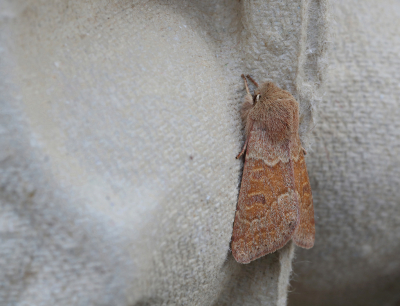 <i class='fa fa-user'></i>&nbsp;Ad Sprang&nbsp;|  Eikenvoorjaarsuil&nbsp; <i class='fa fa-eye'>&nbsp;55</i> &nbsp;<i class='fa fa-thumbs-up'>&nbsp;1</i> &nbsp; <i class='fa fa-comment-o'>&nbsp;0</i>