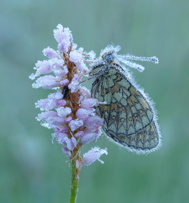 <i class='fa fa-user'></i>&nbsp;Jurgen Maassen&nbsp;|  Ringoogparelmoervlinder&nbsp; <i class='fa fa-eye'>&nbsp;96</i> &nbsp;<i class='fa fa-thumbs-up'>&nbsp;9</i> &nbsp; <i class='fa fa-comment-o'>&nbsp;8</i>