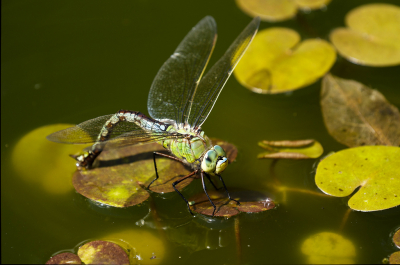 <i class='fa fa-user'></i>&nbsp;Ties Niehof&nbsp;|  Grote Keizerlibel&nbsp; <i class='fa fa-eye'>&nbsp;42</i> &nbsp;<i class='fa fa-thumbs-up'>&nbsp;2</i> &nbsp; <i class='fa fa-comment-o'>&nbsp;1</i>