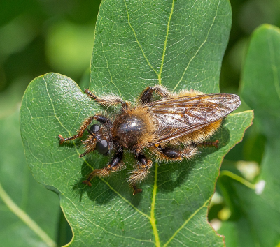 <i class='fa fa-user'></i>&nbsp;Tim Oord&nbsp;|  Gele Hommelroofvlieg&nbsp; <i class='fa fa-eye'>&nbsp;58</i> &nbsp; <i class='fa fa-comment-o'>&nbsp;1</i>