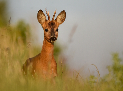 <i class='fa fa-user'></i>&nbsp;robert-jan&nbsp;|  Ree&nbsp; <i class='fa fa-eye'>&nbsp;87</i> &nbsp;<i class='fa fa-thumbs-up'>&nbsp;3</i> &nbsp; <i class='fa fa-comment-o'>&nbsp;4</i>