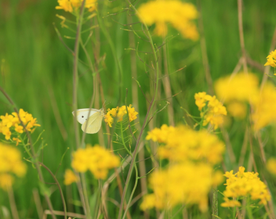 <i class='fa fa-user'></i>&nbsp;Tineke Strijbosch&nbsp;|  Klein koolwitje&nbsp; <i class='fa fa-eye'>&nbsp;46</i> &nbsp; <i class='fa fa-comment-o'>&nbsp;2</i>