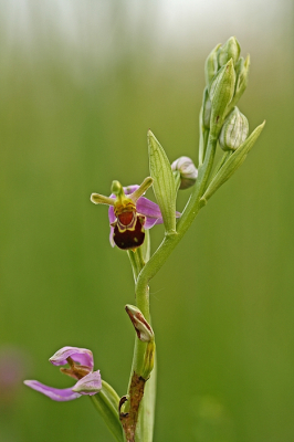 <i class='fa fa-user'></i>&nbsp;Cor&nbsp;|  Bijenorchis&nbsp; <i class='fa fa-eye'>&nbsp;62</i> &nbsp;<i class='fa fa-thumbs-up'>&nbsp;4</i> &nbsp; <i class='fa fa-comment-o'>&nbsp;3</i>