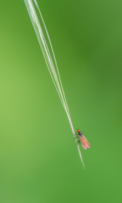 Ik kreeg dit hele kleine vliegje voor de lens (4mm)
En zie er erg mooi uit zag ik achteraf.