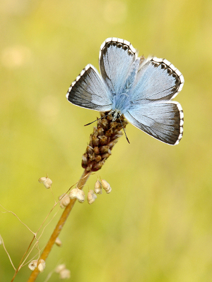 <i class='fa fa-user'></i>&nbsp;Mignon-Creative&nbsp;|  Bleek Blauwtje&nbsp; <i class='fa fa-eye'>&nbsp;65</i> &nbsp;<i class='fa fa-thumbs-up'>&nbsp;5</i> &nbsp; <i class='fa fa-comment-o'>&nbsp;3</i>