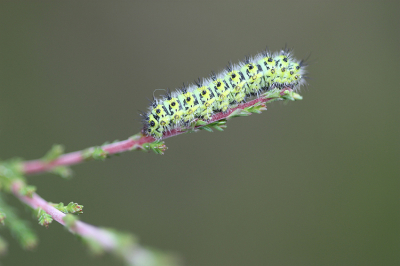 <i class='fa fa-user'></i>&nbsp;Paul Vandebroek&nbsp;|  Nachtpauwoog&nbsp; <i class='fa fa-eye'>&nbsp;78</i> &nbsp;<i class='fa fa-thumbs-up'>&nbsp;2</i> &nbsp; <i class='fa fa-comment-o'>&nbsp;3</i>