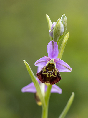 <i class='fa fa-user'></i>&nbsp;Mignon-Creative&nbsp;|  Hommelorchis&nbsp; <i class='fa fa-eye'>&nbsp;71</i> &nbsp;<i class='fa fa-thumbs-up'>&nbsp;4</i> &nbsp; <i class='fa fa-comment-o'>&nbsp;3</i>