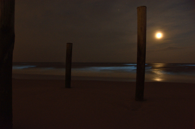 <i class='fa fa-user'></i>&nbsp;Arne Bakker&nbsp;|  Zeevonk&nbsp; <i class='fa fa-eye'>&nbsp;90</i> &nbsp;<i class='fa fa-thumbs-up'>&nbsp;5</i> &nbsp; <i class='fa fa-comment-o'>&nbsp;7</i>