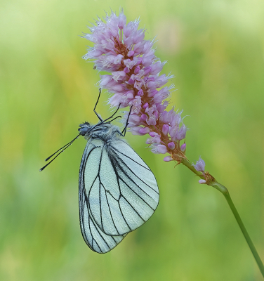<i class='fa fa-user'></i>&nbsp;Jurgen Maassen&nbsp;|  Groot Geaderd Witje&nbsp; <i class='fa fa-eye'>&nbsp;73</i> &nbsp;<i class='fa fa-thumbs-up'>&nbsp;9</i> &nbsp; <i class='fa fa-comment-o'>&nbsp;4</i>