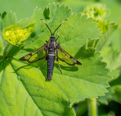 <i class='fa fa-user'></i>&nbsp;Tim Oord&nbsp;|  Elzenwespvlinder&nbsp; <i class='fa fa-eye'>&nbsp;71</i> &nbsp;<i class='fa fa-thumbs-up'>&nbsp;3</i> &nbsp; <i class='fa fa-comment-o'>&nbsp;5</i>