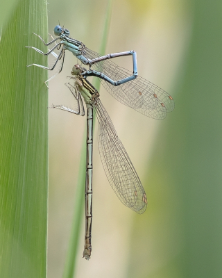 <i class='fa fa-user'></i>&nbsp;Johan van Gurp&nbsp;|  Blauwe Breedscheenjuffer&nbsp; <i class='fa fa-eye'>&nbsp;51</i> &nbsp;<i class='fa fa-thumbs-up'>&nbsp;6</i> &nbsp; <i class='fa fa-comment-o'>&nbsp;4</i>