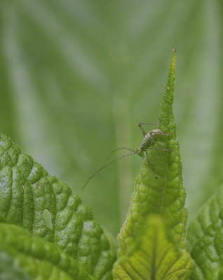 <i class='fa fa-user'></i>&nbsp;rixte&nbsp;|  Struiksprinkhaan&nbsp; <i class='fa fa-eye'>&nbsp;45</i> &nbsp; <i class='fa fa-comment-o'>&nbsp;1</i>