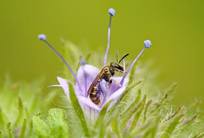 <i class='fa fa-user'></i>&nbsp;Pieter  LJ&nbsp;|  Langkopsmaragdgroefbij&nbsp; <i class='fa fa-eye'>&nbsp;72</i> &nbsp;<i class='fa fa-thumbs-up'>&nbsp;3</i> &nbsp; <i class='fa fa-comment-o'>&nbsp;2</i>