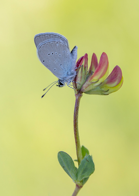 <i class='fa fa-user'></i>&nbsp;Tom&nbsp;|  Klaverblauwtje&nbsp; <i class='fa fa-eye'>&nbsp;76</i> &nbsp;<i class='fa fa-thumbs-up'>&nbsp;7</i> &nbsp; <i class='fa fa-comment-o'>&nbsp;1</i>